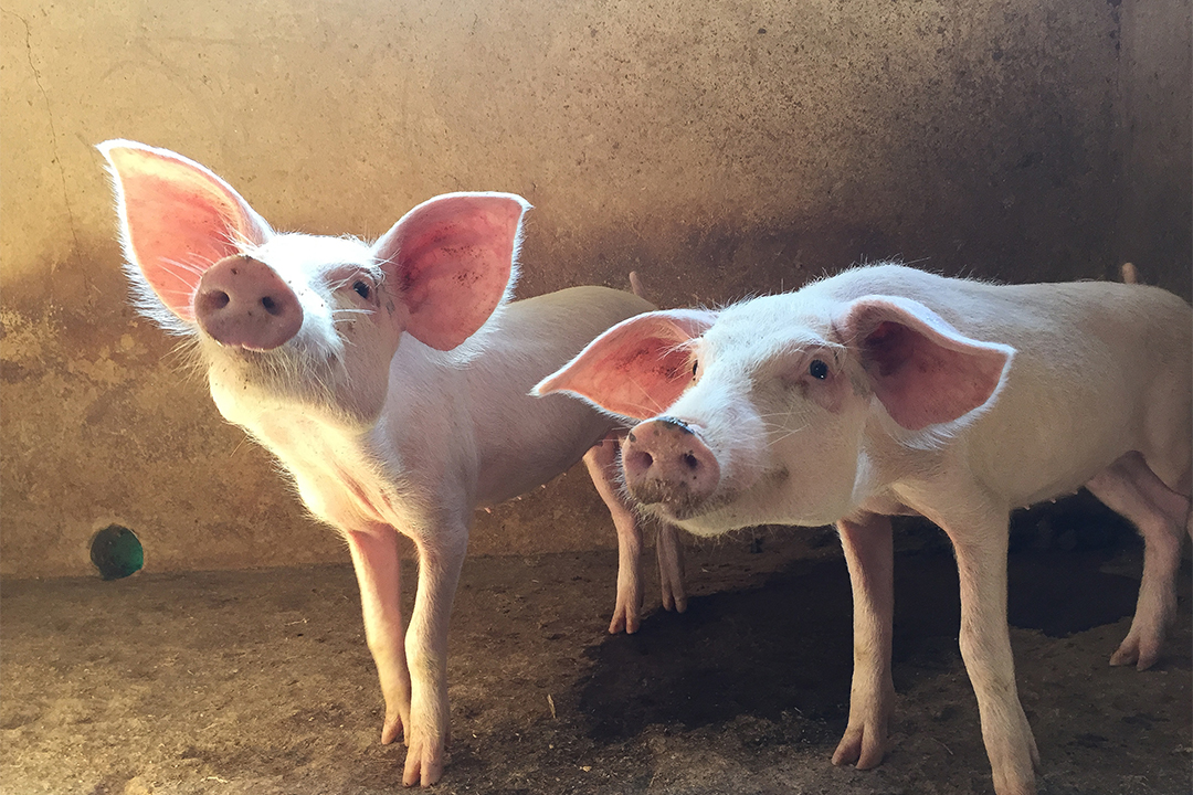 Images of Research grand prize winner: Two Pigs. Two Nations. One Health. Photo by Taryn Roberts.